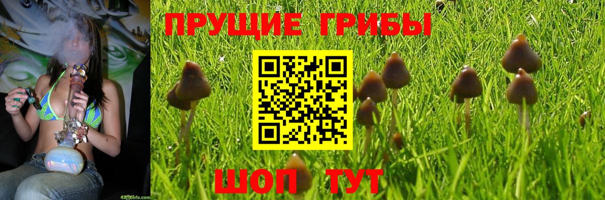 Галлюциногенные грибы GOLDEN TEACHER Тара